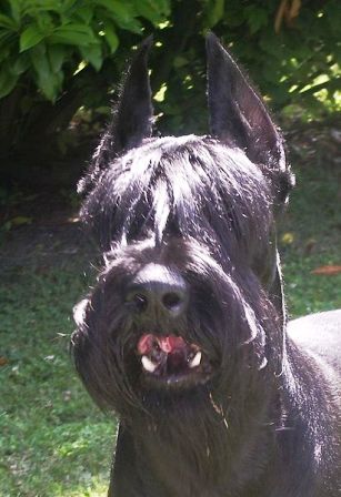 Giant best sale schnauzer aggressive